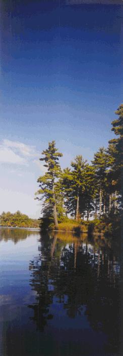 [Some evergreen trees on a shore]